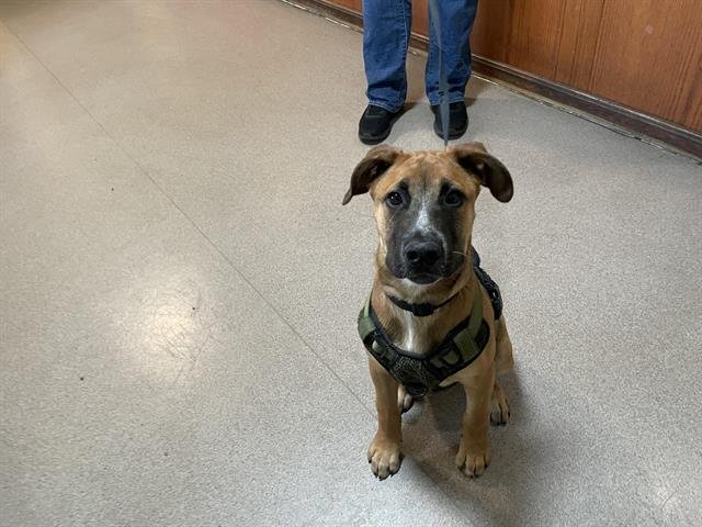 AUGGIE - Black Mouth Cur available for adoption