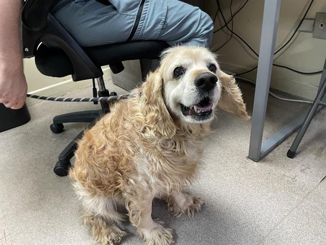 A527387 - Cocker Spaniel available for adoption