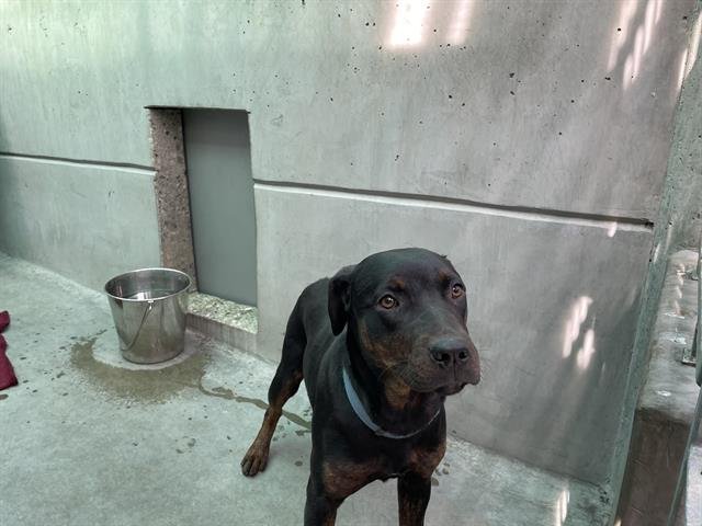 BUTTERFLY - Labrador Retriever available for adoption