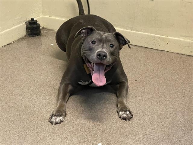 CHICA - Pit Bull Terrier available for adoption