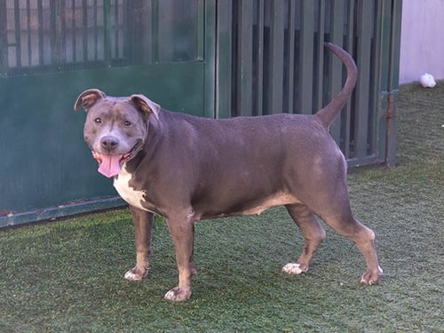 CHICA - Pit Bull Terrier for adoption in Glendale