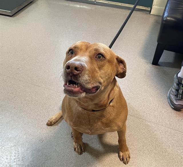 HENNESSY - Pit Bull Terrier available for adoption