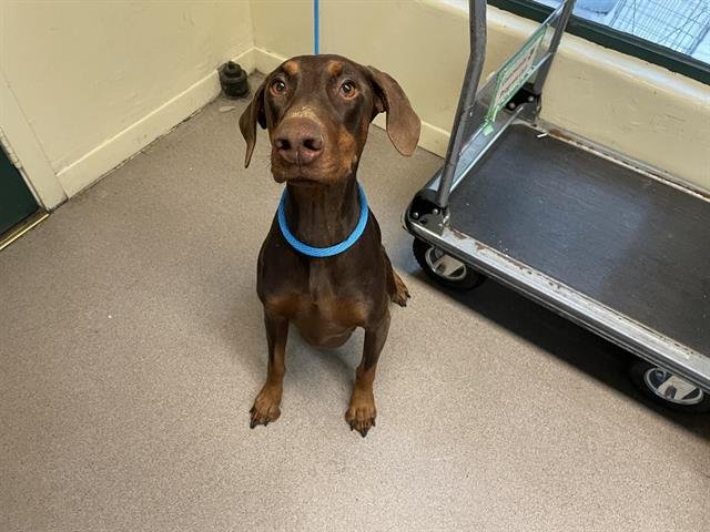 COCO - Doberman Pinscher available for adoption