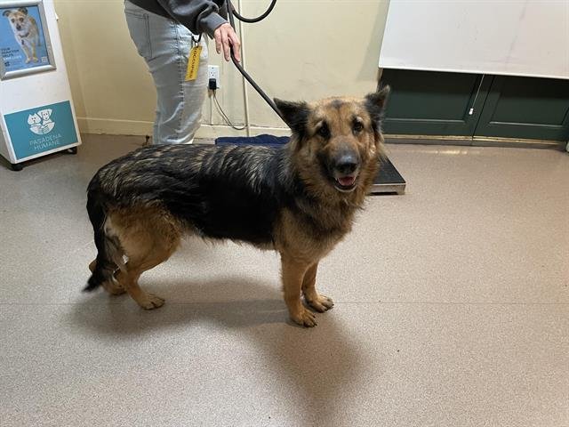 LUNA - German Shepherd Dog available for adoption