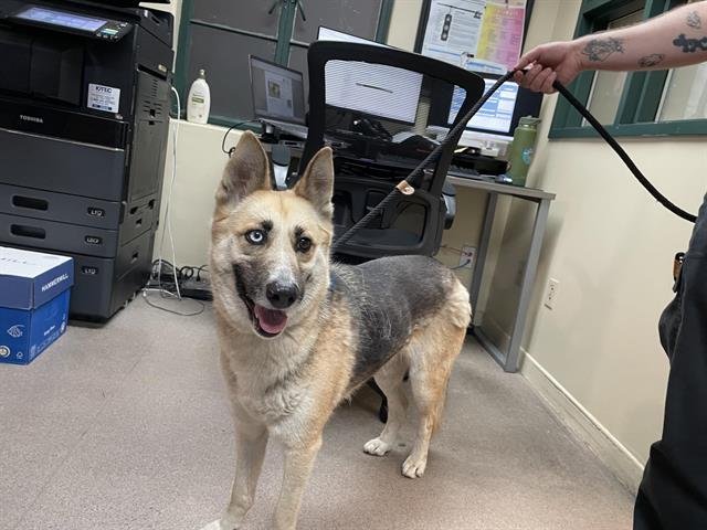 OATMEAL - Siberian Husky available for adoption