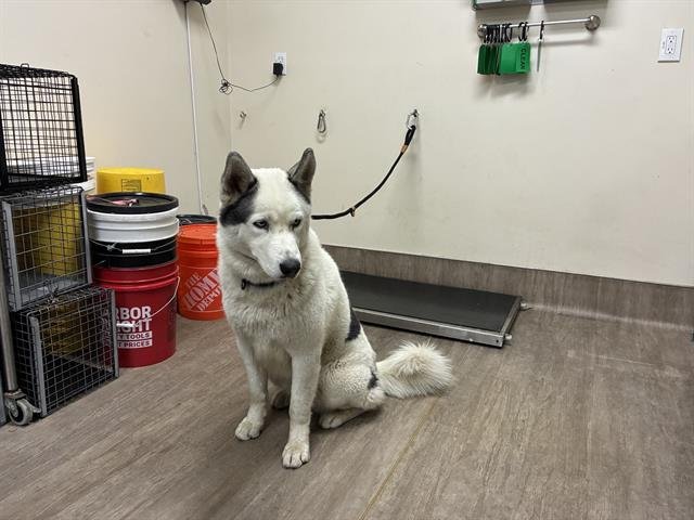 OLLIE - Siberian Husky available for adoption