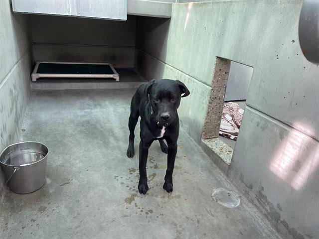 COOPER - Labrador Retriever available for adoption