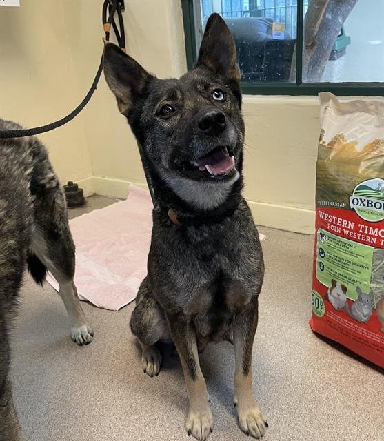 LECHUGA - German Shepherd Dog available for adoption