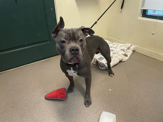 HITCH - Pit Bull Terrier available for adoption