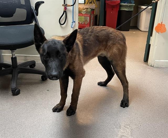 ALASKA - Belgian Shepherd Malinois available for adoption
