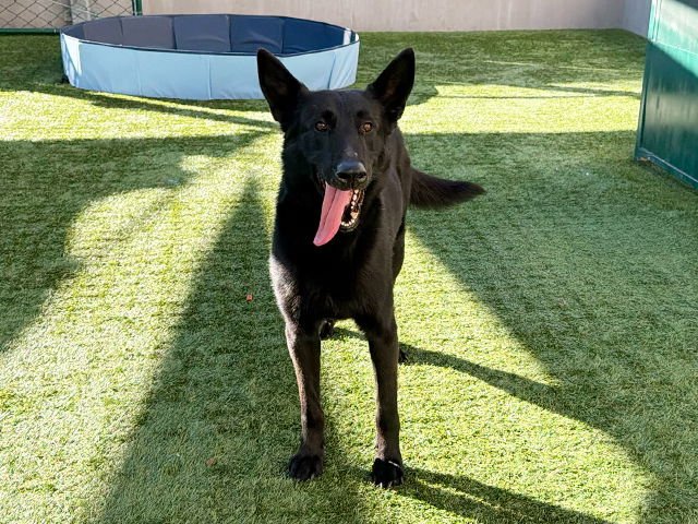 MEEP - German Shepherd Dog / Belgian Shepherd Malinois available for adoption