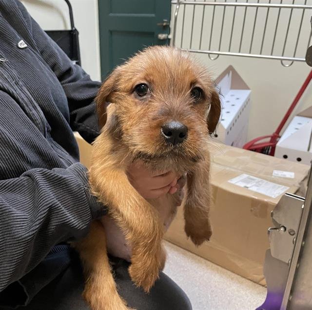 A527246 - Terrier available for adoption