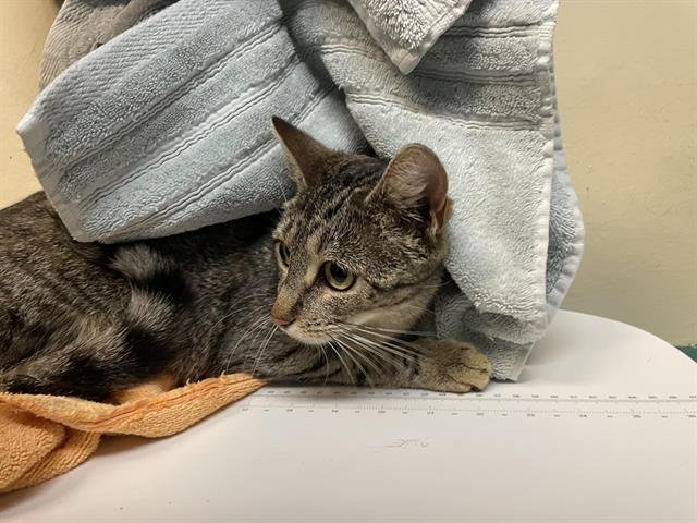 A527639 - Domestic Short Hair for adoption in Glendale