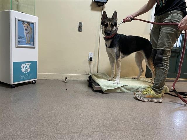 ZELMA - German Shepherd Dog available for adoption