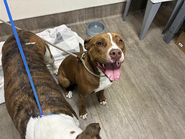 HASHBROWN - Pit Bull Terrier available for adoption