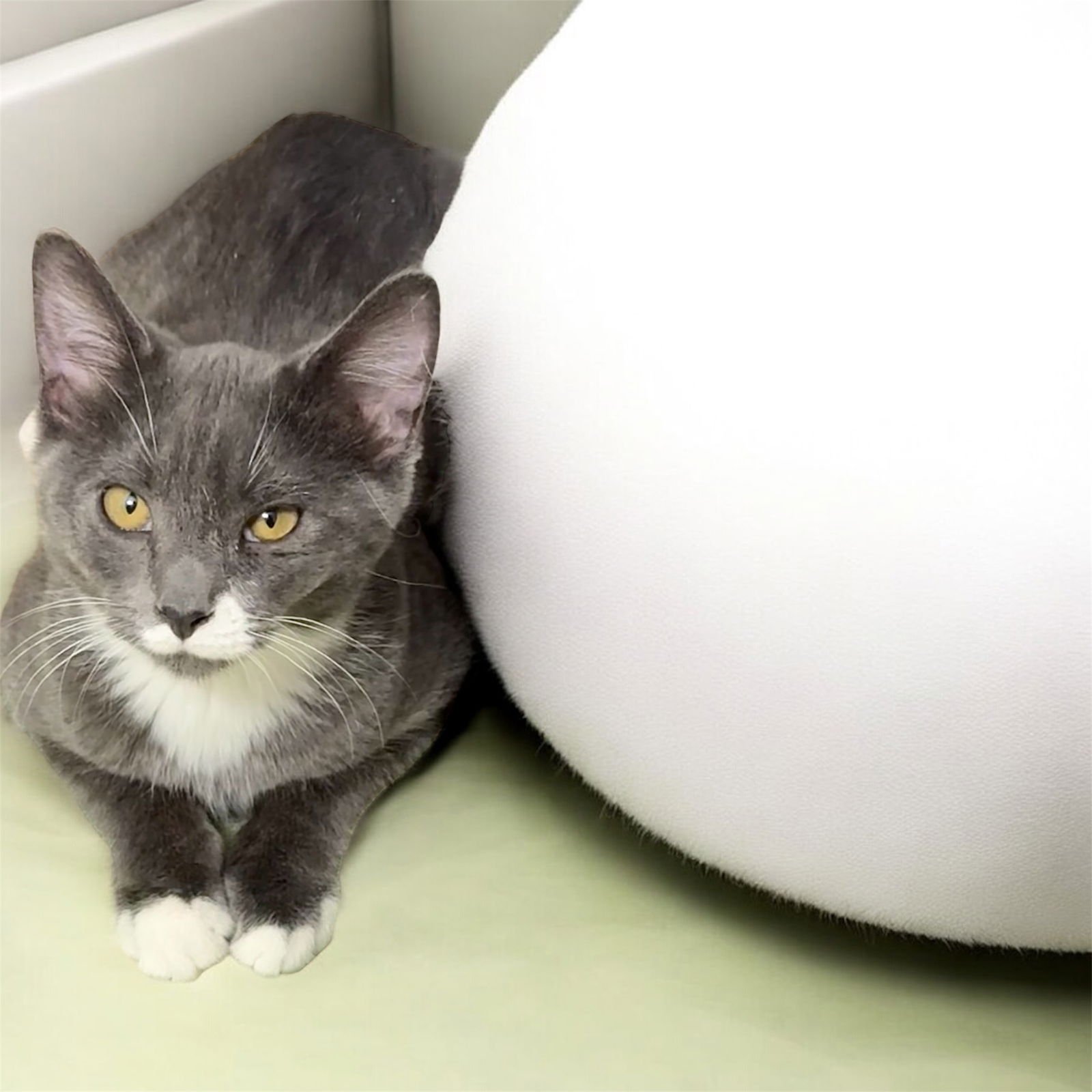 MAEVE - Domestic Short Hair available for adoption