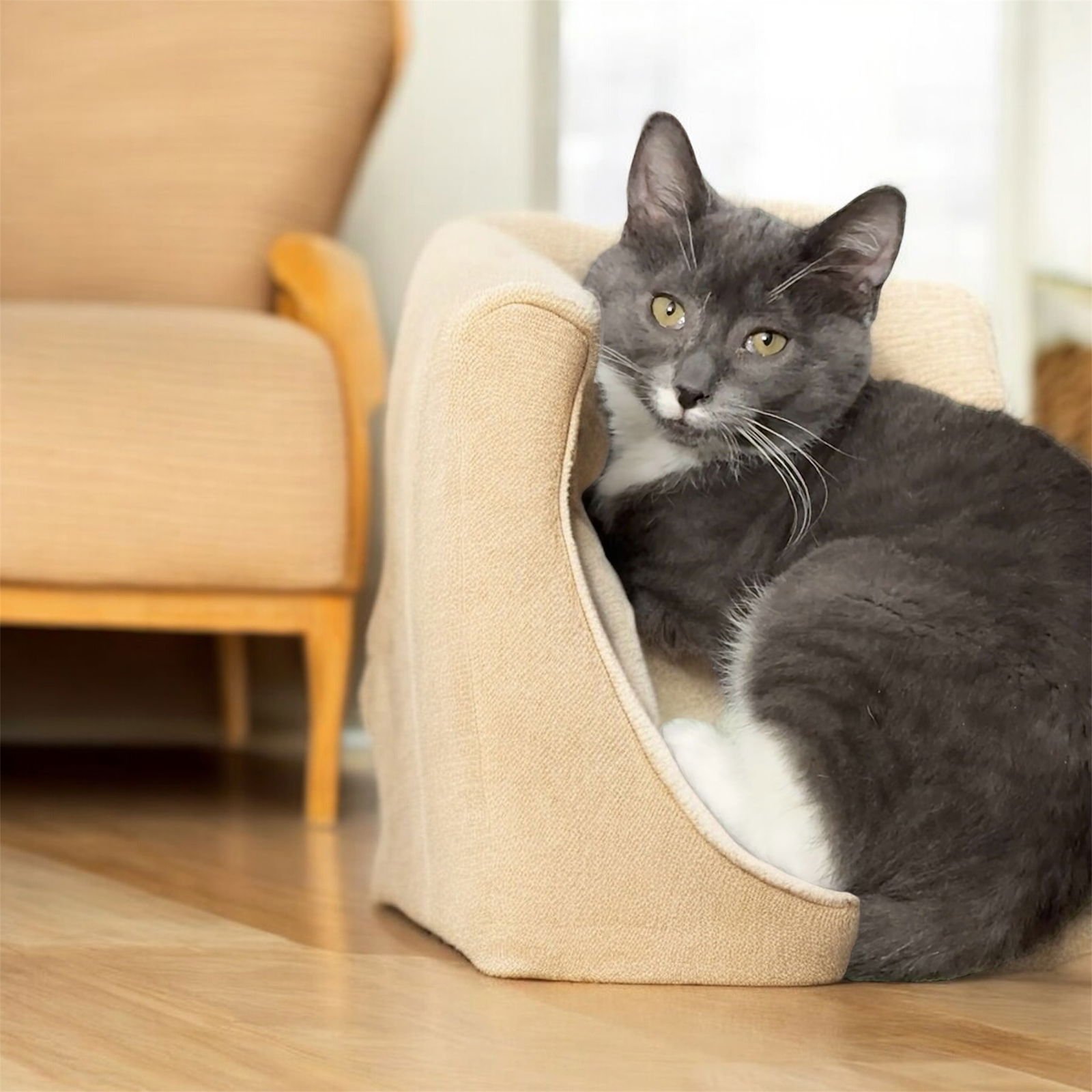 BOOTS - Domestic Short Hair available for adoption