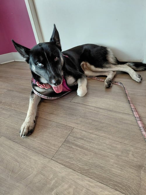 LUNA OS - German Shepherd Dog available for adoption