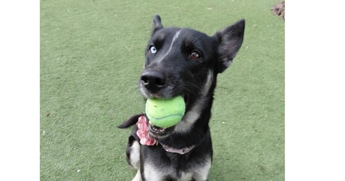 LUNA OS - German Shepherd Dog available for adoption