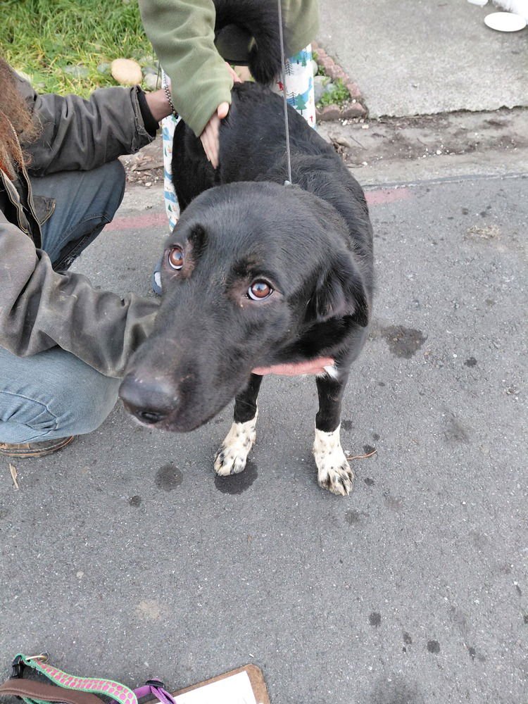 MONEY - German Shepherd Dog / Anatolian Shepherd available for adoption