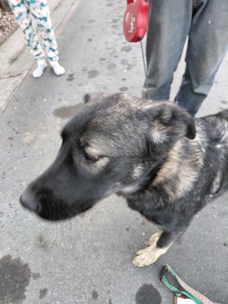 ORANGE - German Shepherd Dog / Anatolian Shepherd available for adoption