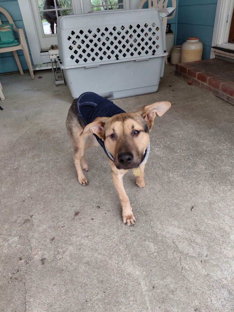 ARNOLD ST. - German Shepherd Dog available for adoption