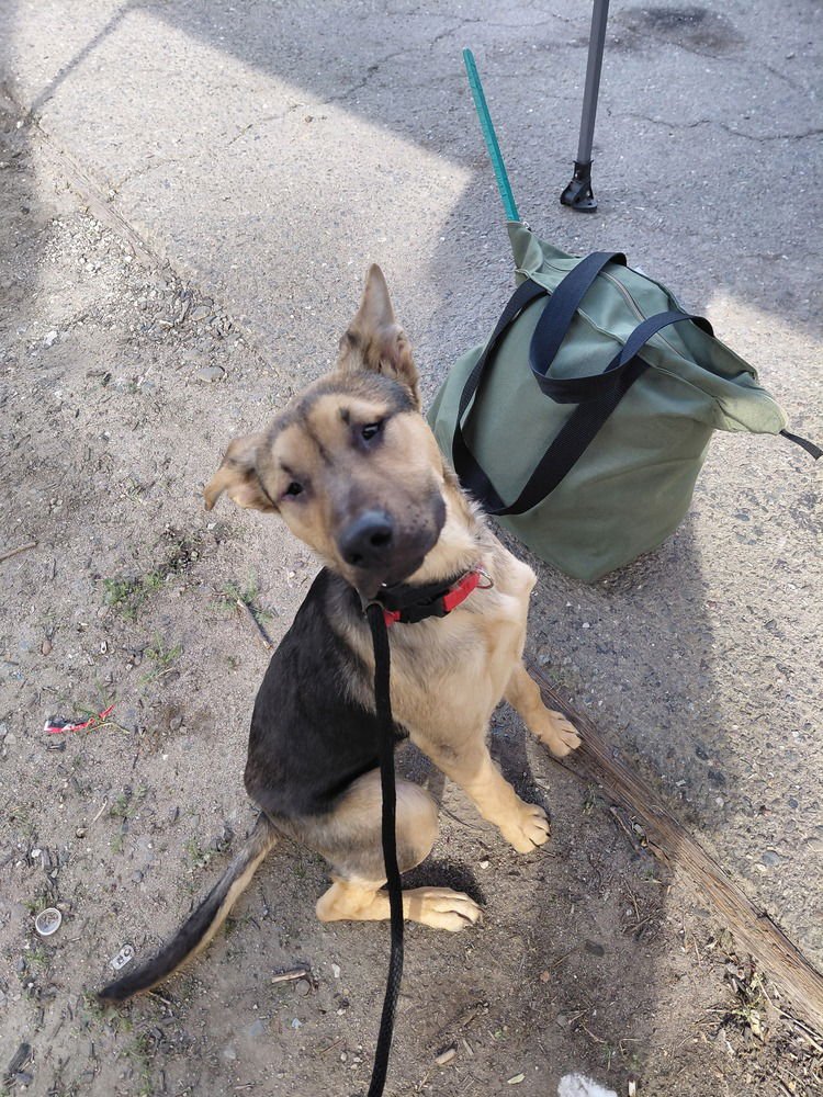 ARNOLD ST. - German Shepherd Dog available for adoption