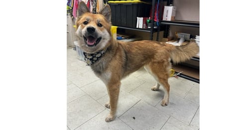 STARFOX ST - German Shepherd Dog available for adoption