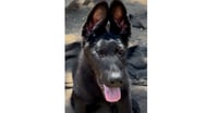 Alastor - Photo 1