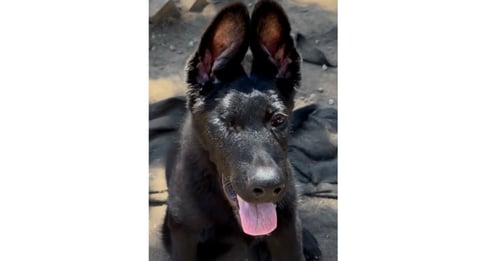 ALASTOR - German Shepherd Dog for adoption in Sunnyvale
