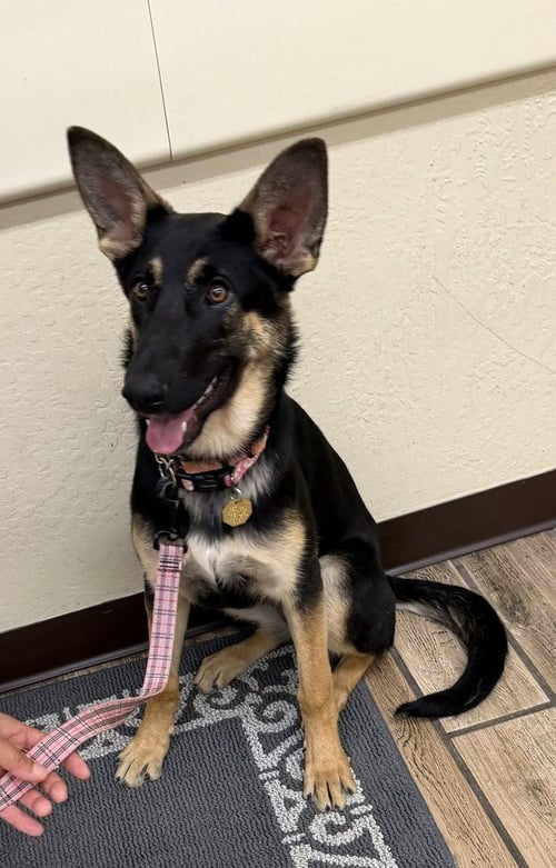 TIOGA OAS - German Shepherd Dog for adoption in Sunnyvale