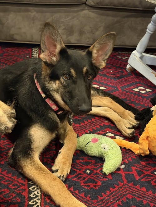 TIOGA OAS - German Shepherd Dog available for adoption