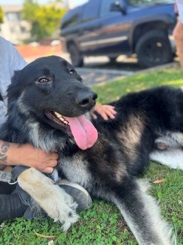 SCAR OS - German Shepherd Dog available for adoption
