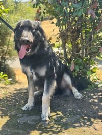 Scar OS - Photo 4