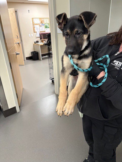 AXL - German Shepherd Dog available for adoption