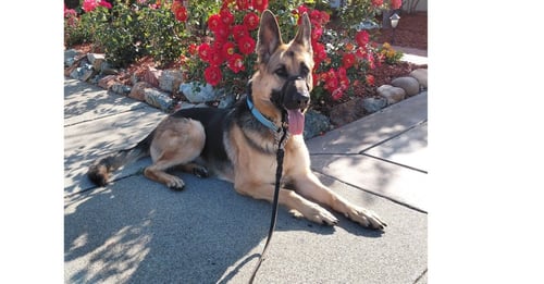 JOSIE C. - German Shepherd Dog available for adoption