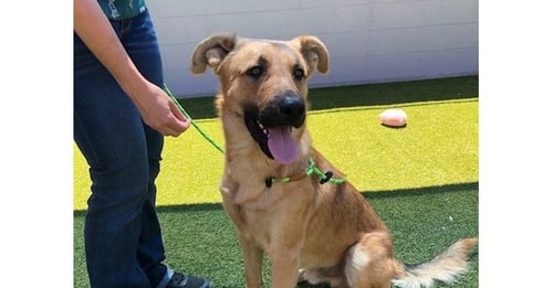 CHESTER - German Shepherd Dog for adoption in Sunnyvale