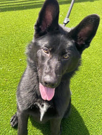 Charley - Photo 1
