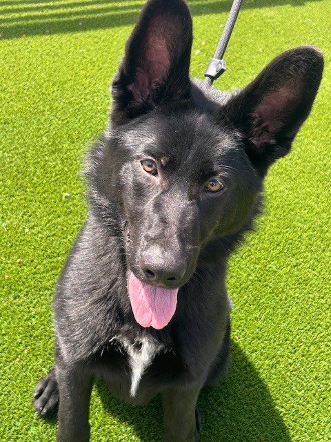 CHARLEY - German Shepherd Dog for adoption in Sunnyvale