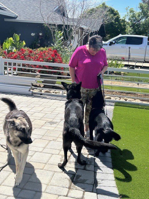 CHARLEY - German Shepherd Dog available for adoption