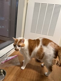 Snickers - Photo 2