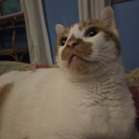 Snickers - Photo 3