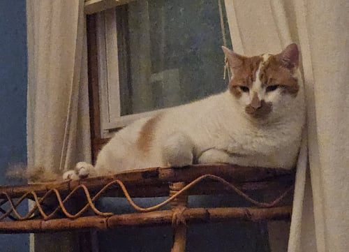 SNICKERS - Domestic Short Hair available for adoption