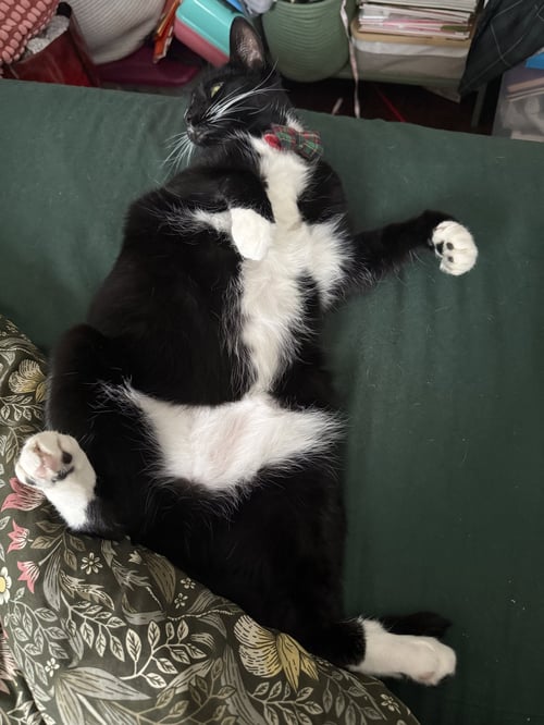 NANCE - Domestic Short Hair available for adoption