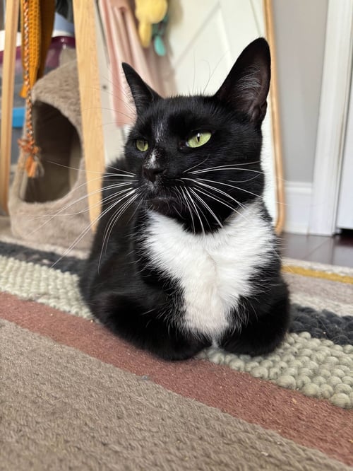 NANCE - Domestic Short Hair available for adoption