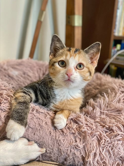 ELSA - Domestic Short Hair available for adoption