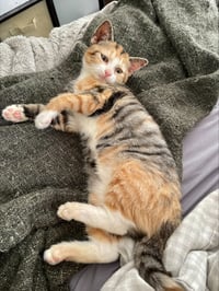 Elsa - Photo 3
