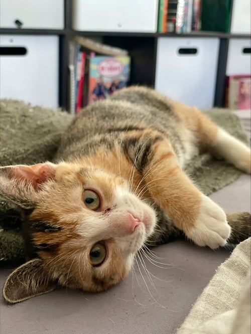 ELSA - Domestic Short Hair available for adoption