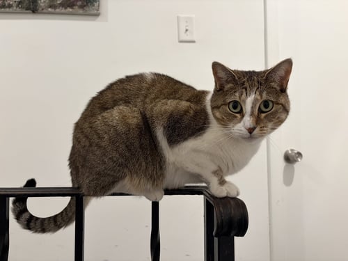 AIRY - Domestic Short Hair / Siamese available for adoption