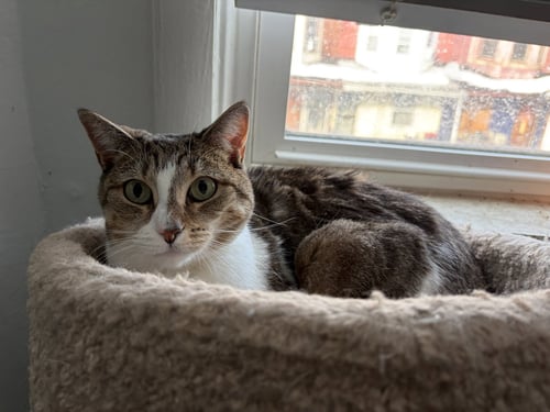 AIRY - Domestic Short Hair / Siamese available for adoption